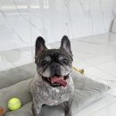 오마이펫 이미지