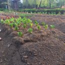 용산농장 이미지