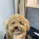 댕데이지 이미지