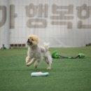 할리우독 이미지