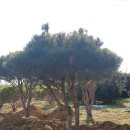 새천년농원 이미지