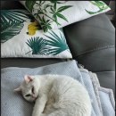 24시 송도 온 동물의료센터 이미지