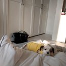 남현우동물병원 이미지