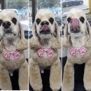 해운대 펫택시 이미지