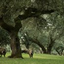 고기이야기 이미지