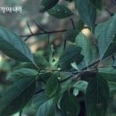 백석39 이미지