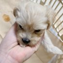 멍가네 | 멍가네 강아지분양 :: 크림 말티푸 여자강아지 (입양한지 어느덧 1년 쑥쑥 잘 크고 있어요❤️)