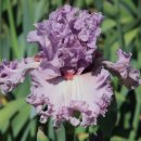 아이리스 이미지