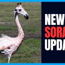 [정보과학과/컴퓨터과학과/참고] New SORA Update STUNS Hollywood 이미지