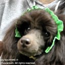 도로시 퍼피 이미지