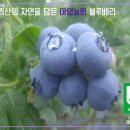 밀알농원 Daum카페
