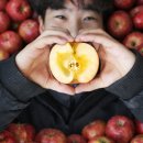 청송농산물 | 꿀사과 추천 | 13브릭스 당도선별 청송 부사 후기