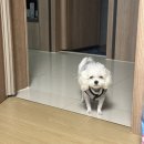 오케이박사 | 송도야간진료가능한 동물병원 24시송도오케이동물의료센터 후기 (백신&건강검진비용 정보 포함)