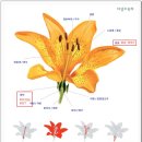 [알쏭달쏭 식물용어] 화탁과 화관, 꽃턱과 꽃부리, 꽃받침… 어떻게 다르지? (tistory.com)﻿ 이미지