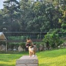 개놀자까페 이미지