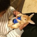 토끼등 이미지