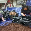 화랑농장 이미지