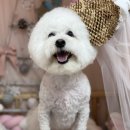 티나네강아지미용실 이미지