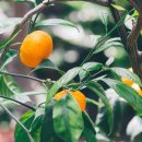 윤영농장 이미지