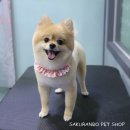 사쿠란보애견샵 부산대점 이미지