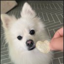 메이플동물병원 이미지