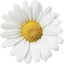 (주)케어사이드 | 청주 탈모 예방 두피케어 추천｜가경동 더 데이지 두피디톡스 후기