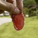 제일사슴농장 | 휘록 청록원 사슴농장 녹용즙 후기“이건 확실히 보약 쪽이구나” 느꼈던 한 달 기록