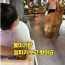 금빛로 69번길 | 돌아기랑 갈만한곳 알파카 왈라비 볼 수 있는 성남 애니멀존 (입장료 가격 최신업데이트)