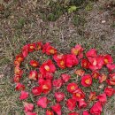 삽시도우리펜션 이미지