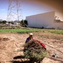 엘에이농장 이미지