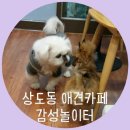 상도동 애견카페 - 배추공주와 페키들의 감성놀이터