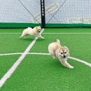 행복하댕 이미지