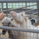 정동농장 이미지