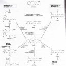 NSAID와 Acetaminophen＜해열진통약(비스테로이드성 항염제)와 타이레놀＞ 이미지