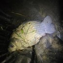 5치,6치,8치, 월척. 그리고 4짜 붕어 이미지