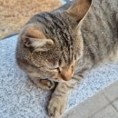 남해 더왕 글램핑 | 세계 고양이의 날 ㅣ 스트릿 고양이 모음