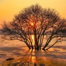 황금나무 이미지