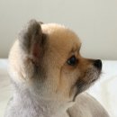 아몽 | 만덕애견미용추천 우리아이 노스트레스미용 만덕 아몽아몽 포메곰돌이컷