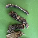 도근 | 🐶 강아지 간식 공동구매 : 허브홀릭 ‘소식도근’ - 소형견이 먹기 딱딱할까? 후기 및 장단점