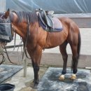 레이크밸리승마클럽 이미지