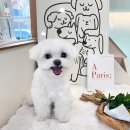 애견부티크 이미지