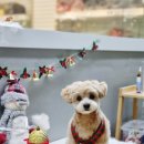 러브펫살롱 이미지