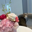 마음을 읽어주는 마음동물병원 이미지