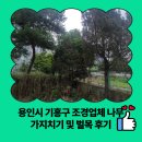 서울방향 기흥 | 용인시 기흥구 조경업체 나무 가지치기 및 벌목 후기