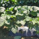 신바람농장 이미지