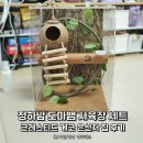 케이지컴퍼니 | 정하남 도마뱀 사육장 세트, 가고일 크레스티드 게코 대형 케이지 꾸미기