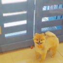 신정애견미용 | 울산 신정동 애견미용 잘하는 신정애견미용에서 포메 가위컷