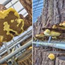 송동농장 이미지