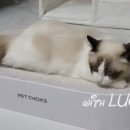 초이스 그루밍 이미지