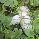 동아농장 이미지